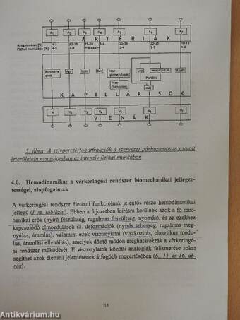 Hemodinamika: A vérkeringés dinamikája