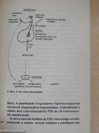 A nő orvosi szemmel