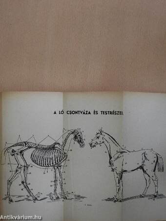 Lovaglás és hajtás