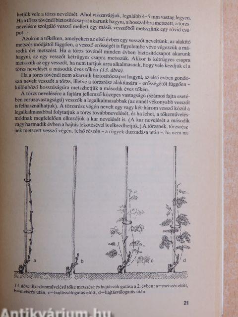 A kordonművelésű szőlő