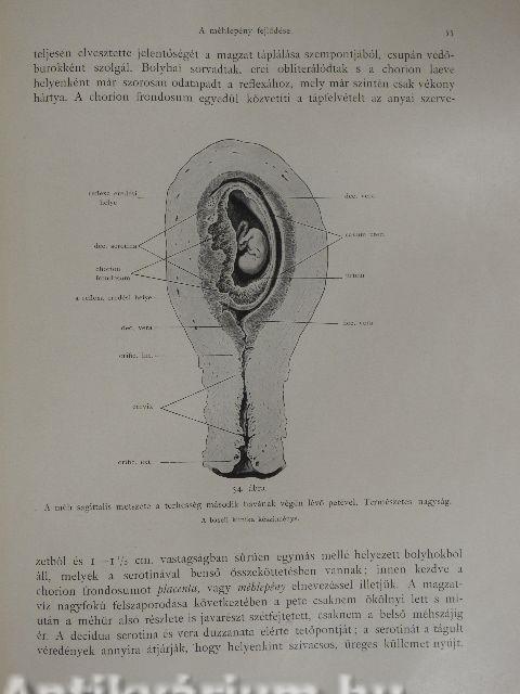 A szülészet alapvonalai