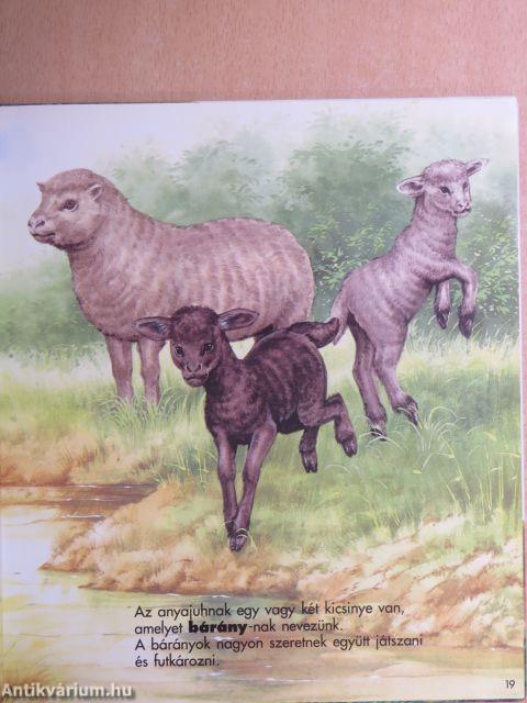 Ismerkedés az állatokkal