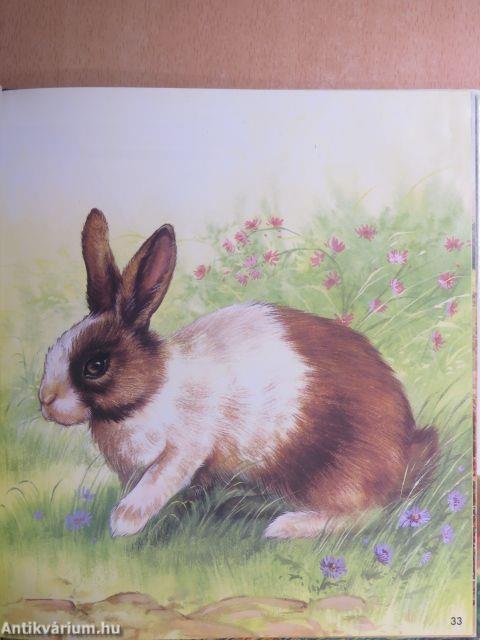 Ismerkedés az állatokkal