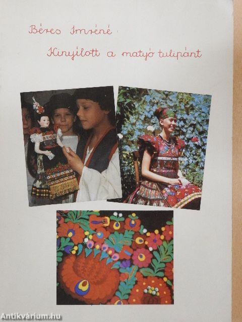 Kinyílott a matyó tulipánt