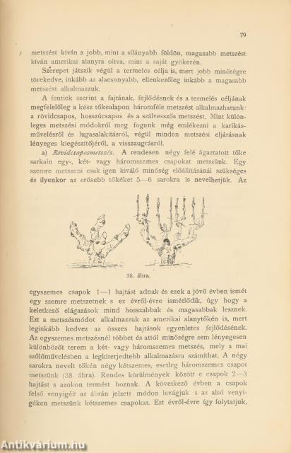 Szőlő és pince