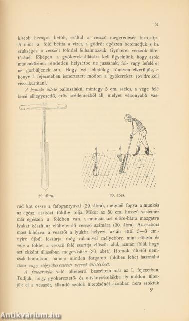 Szőlő és pince
