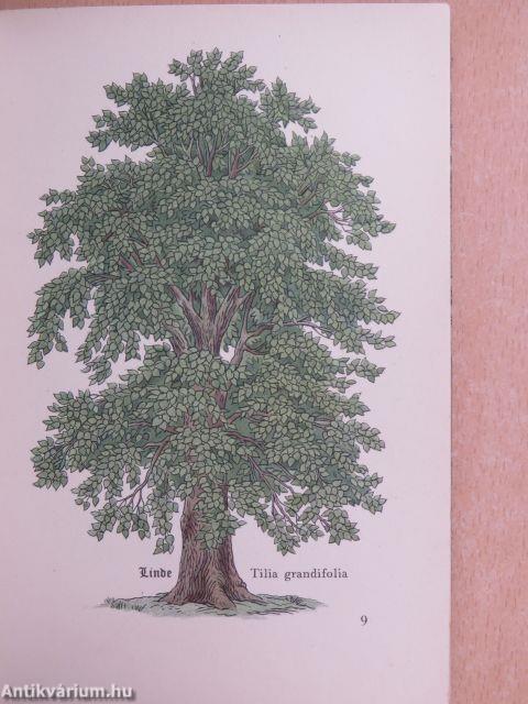 Das kleine Baumbuch (gótbetűs)