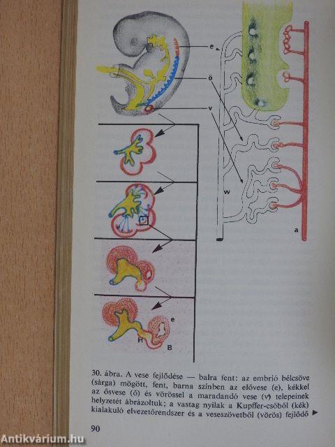 Hogyan lesz a petesejtből ember?