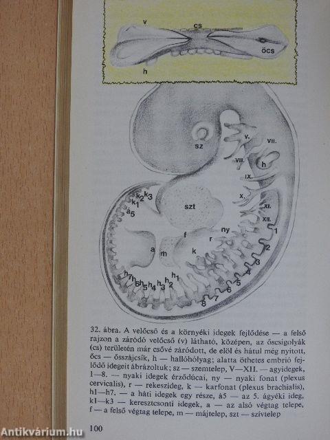 Hogyan lesz a petesejtből ember?