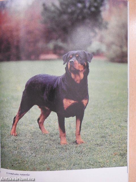 A rottweiler