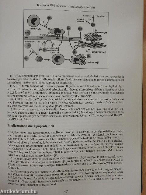 Atherosclerosis