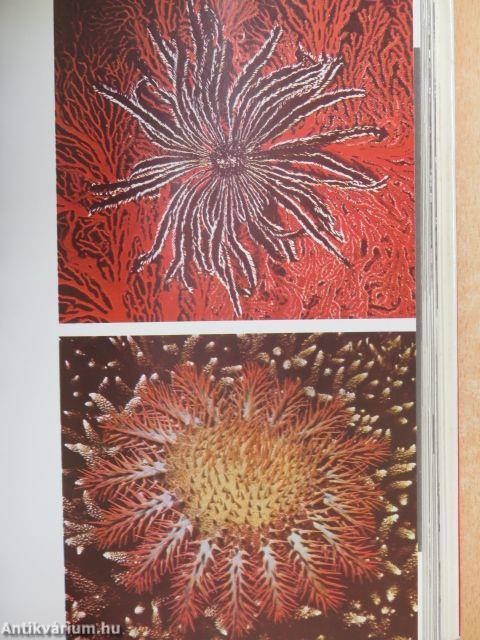 Lányok Évkönyve 1971