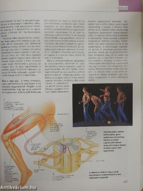 A csodálatos emberi test