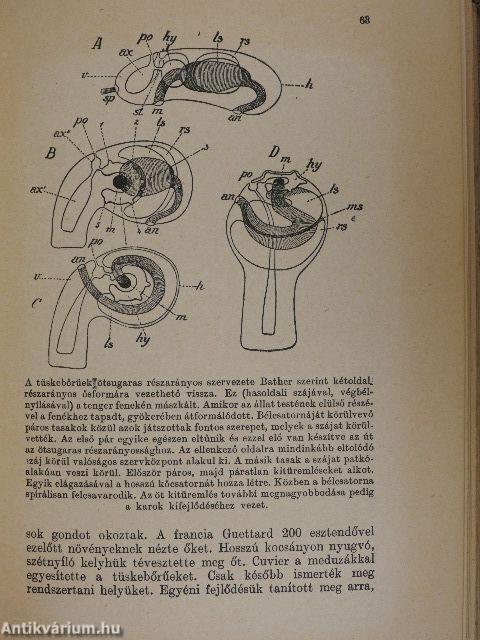 Az ősködtől az emberig