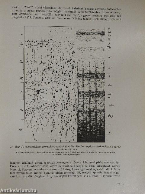 Neurologia