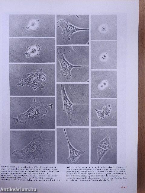 Molecular Biology of the Cell