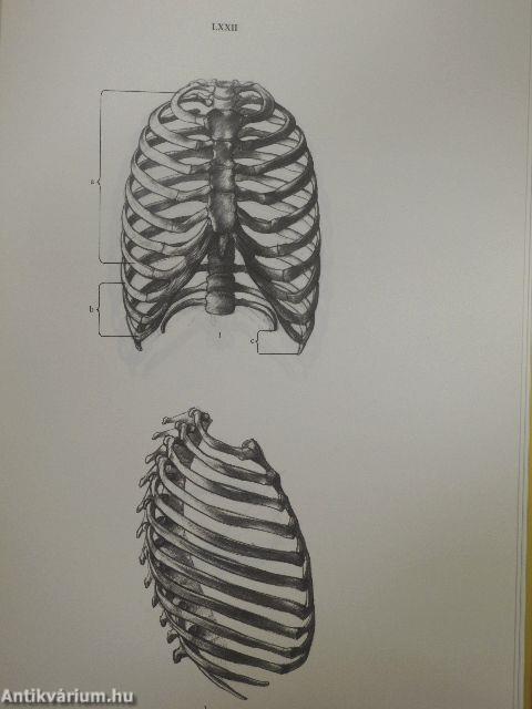 Anatomia Per L'Artista