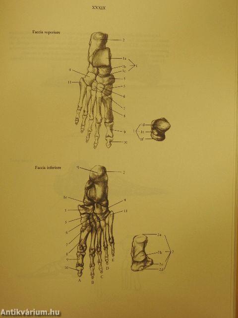 Anatomia Per L'Artista