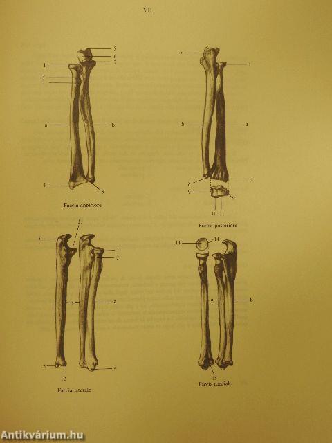 Anatomia Per L'Artista