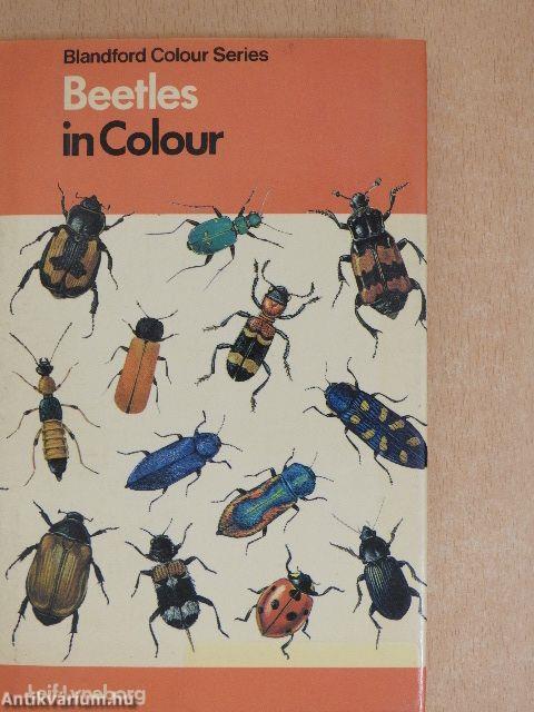 Beetles in Colour