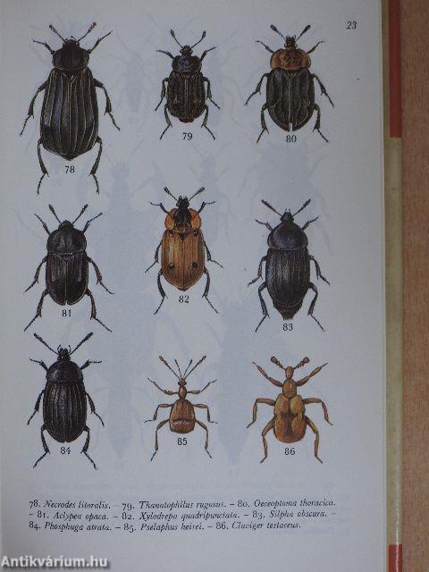 Beetles in Colour