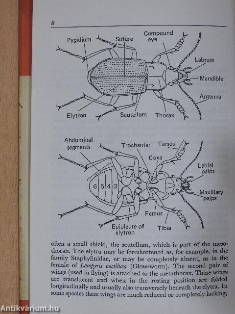 Beetles in Colour