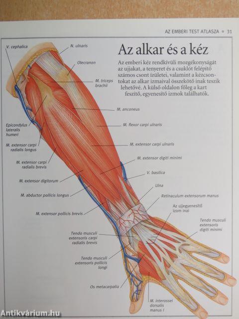 Az emberi test