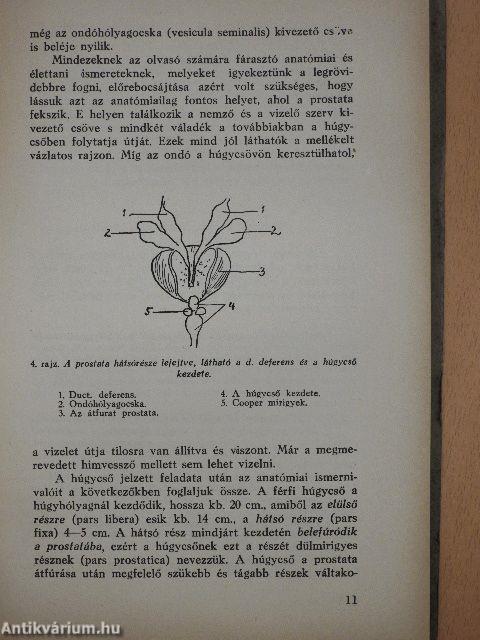 A prostatamegnagyobbodás lényege, jelei és gyógyítása