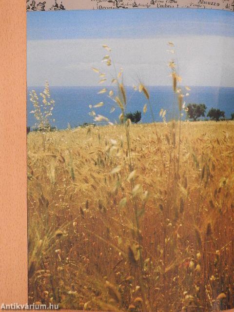 La vacanza scelta con arte - videó-kazettával