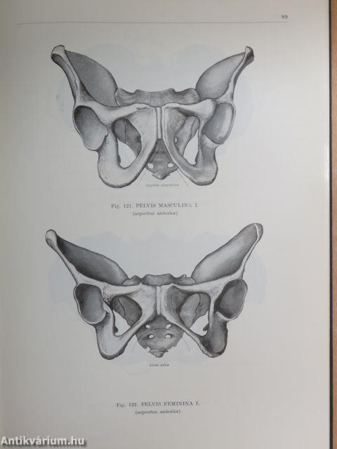 Az ember anatómiájának atlasza I. (töredék)