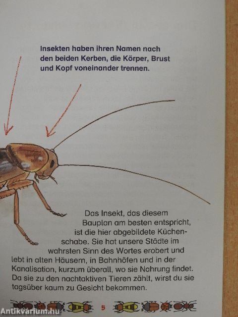 Natur entdecken: Insekten