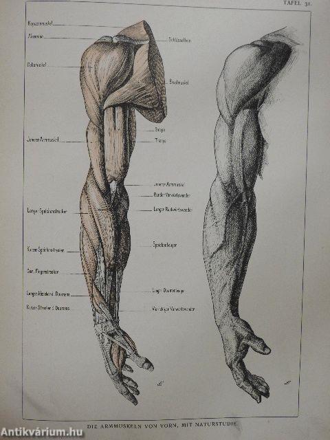 Plastisch-Anatomischer Handatlas