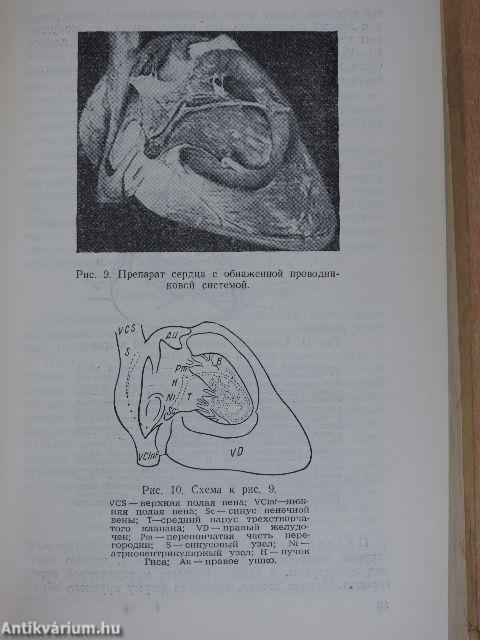 Elektrokardiográfia (orosz nyelvű)