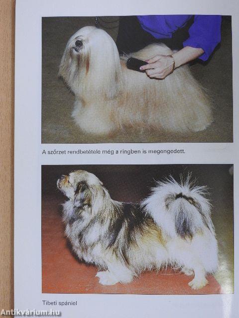 A shih-tzu, a pekingi palotakutya