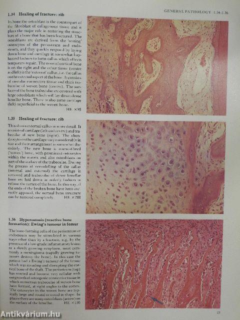 Color Atlas of Histopathology