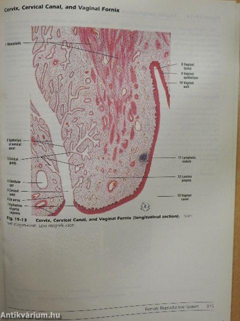 Di Fiore's Atlas of Histology