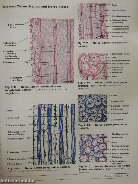 Di Fiore's Atlas of Histology