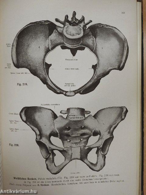 Rauber's Lehrbuch der Anatomie des Menschen 2. (töredék)