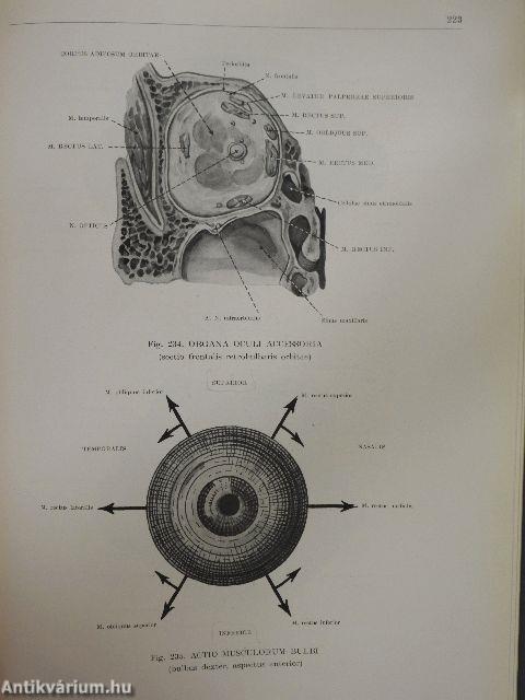 Anatomischer Atlas des Menschlichen Körpers III. (töredék)