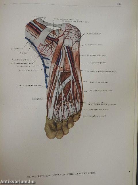 Anatomischer Atlas des Menschlichen Körpers III. (töredék)