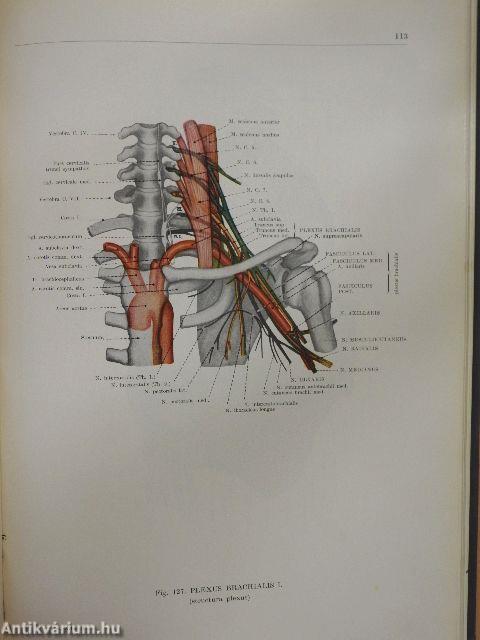 Anatomischer Atlas des Menschlichen Körpers III. (töredék)