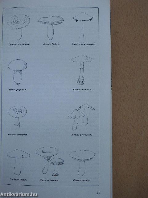 Guide des champignons