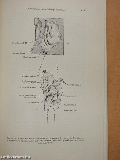 Gegenbaurs Morphologisches Jahrbuch