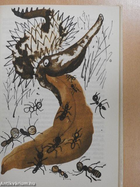 Medirám királylány mesélő kertje