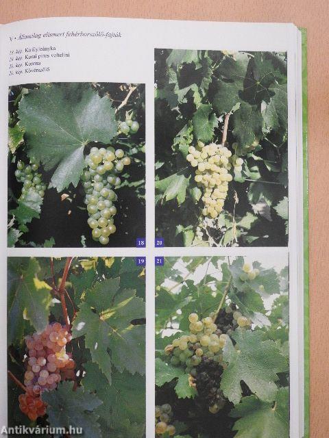 Borszőlőfajták, csemegeszőlő-fajták és alanyok