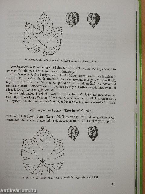 Borszőlőfajták, csemegeszőlő-fajták és alanyok