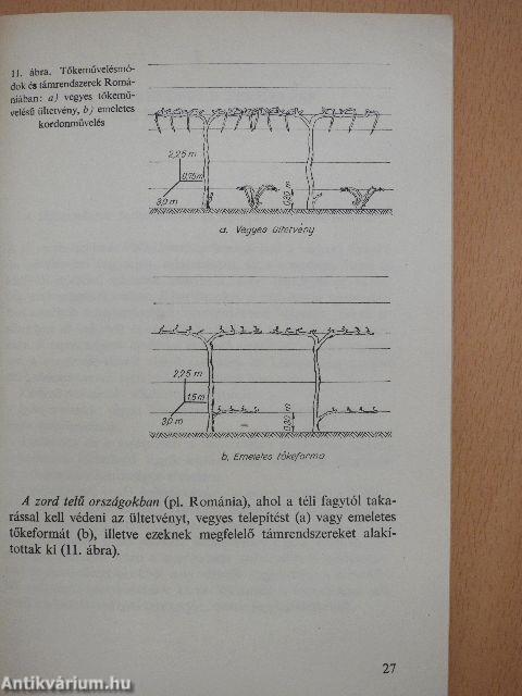 A nagyüzemi szőlőtermesztés korszerű támrendszerei