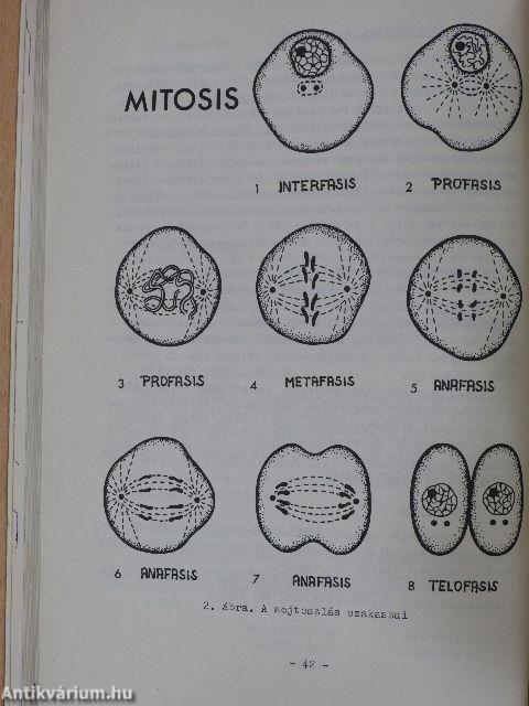 A daganatok cytologiai diagnosztikája I-II.