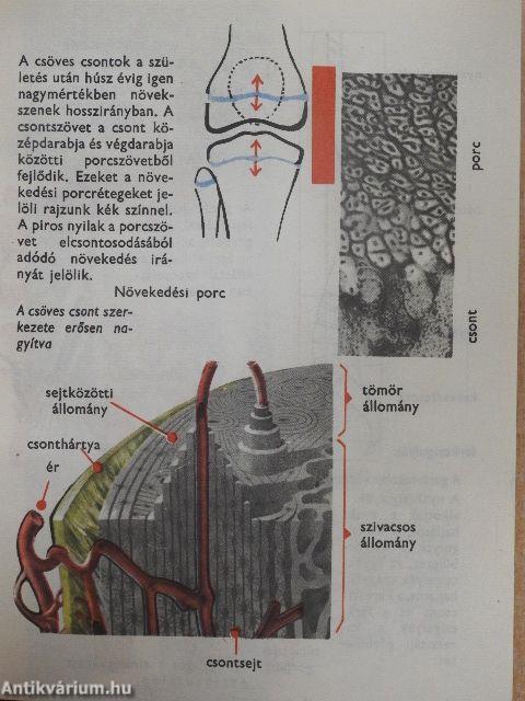 Az emberi test képekben