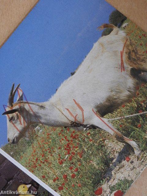 Barátaim az állatok 4.